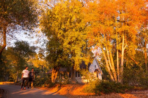 chapel trees